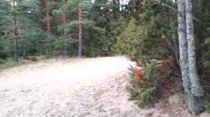 Можжевельник является одним из символов Ленинградской Области