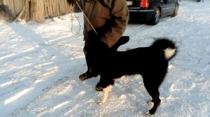 ВСЛ в Омской обл. ВСЛ Тунгус 2017г.