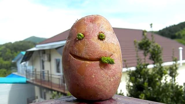 С ДНЁМ РОЖДЕНЬЯ КОЛЯ ОТ Картофана