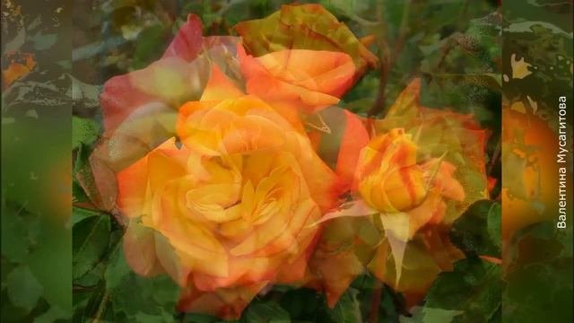 ❀ Роза флорибунда: лучшие сорта. Часть 2