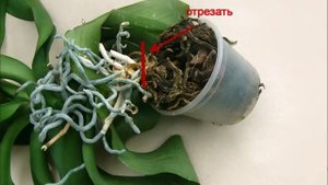Что делать с переросшими орхидеями?
