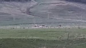 тракторы т70 в поле