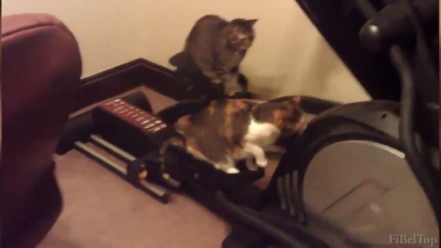 Эти забавные животные.mp4 смотреть онлайн