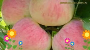 Яблоня домашняя Орловское полосатое. Краткий обзор, описание malus domestica Orlovskoe polosatoe