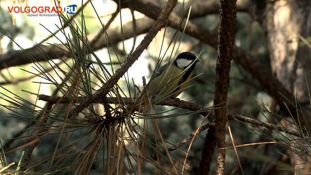 12 ноября – Синичкин день смотреть онлайн