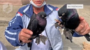 Птичий рынок г. Ташкент - ГОЛУБИ (01.05.2021) / Uzbek Pigeons