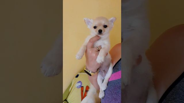 чудо мальчик чихуахуа ПРОДАЖА,Амиго, длинношерстный питомник чихуахуа Кастропуло Крым Симферополь смотреть онлайн