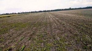 Крутые всходы подсолнечника#,прямой посев#или нулевая обработка