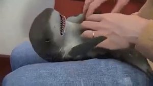 акула -игрушка  как живая 2