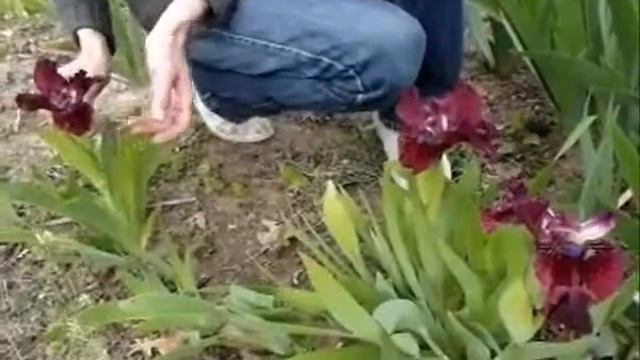 Сеянцы карликовых ирисов . Легко ли быть селекционером? Часть 2. смотреть онлайн
