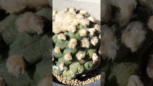 翠冠玉　Lophophora diffusa　2023 02 26　＃Shorts смотреть онлайн
