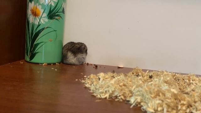 Обычное наблюдение за моим хомячком #1 Выпуск смотреть онлайн