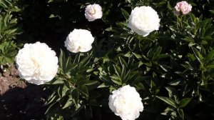 Пион MOON RIVER 17.05.2016