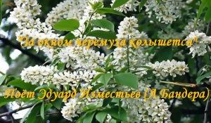 За окном черемуха колышется