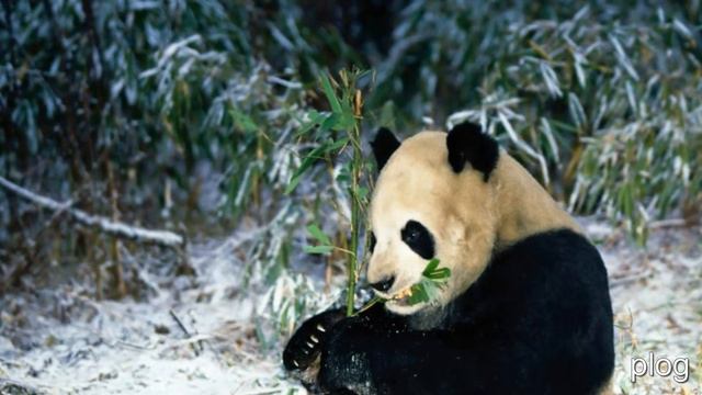 В мире животных смотреть онлайн