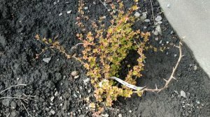 #Барбарис весной. Нужно ли обрезать на зиму?