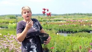 Монарда или "русский бергамот"