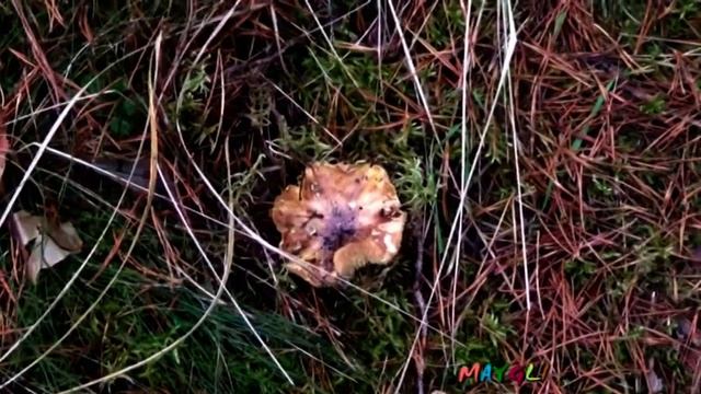 Рядовки бывают разными. Еще Две Лесные Феи смотреть онлайн