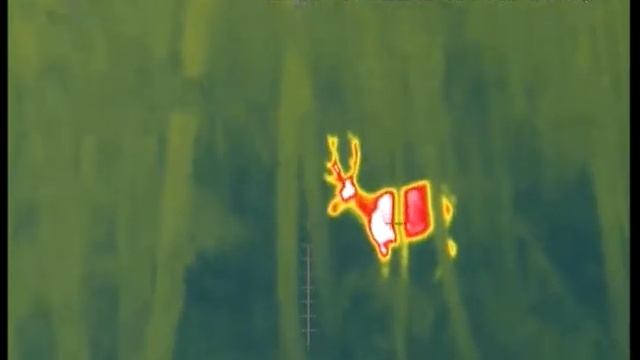 Изюбр в тепловизор (fortuna one 6m) - Deer - 100m смотреть онлайн