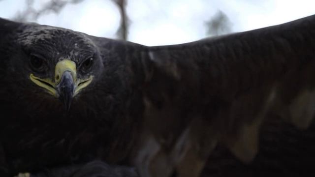 Этот орел внезапно унес внука старика, причина всех повергла в шок! смотреть онлайн