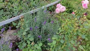 Лаванда - компаньон для роз!