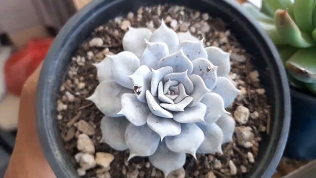 Mis suculentas crecieron super rapido. | Echeveria lilacina. Echeveria agavoides смотреть онлайн