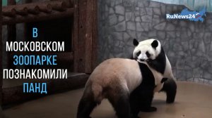 В Московском зоопарке познакомили панд Жуи и Диндин для зачатия потомства