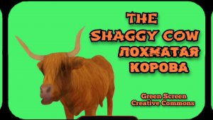 ЛОХМАТАЯ КОРОВА видео Green Screen футаж. ХРОМАКЕЙ АНИМАЦИЯ на зелёном фоне.