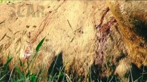 RISE AND FALL OF SELATI MALE LIONS - LIONS THAT ENDED THE MAPOGO REIGN IN SABI SAND GAME RESERVE