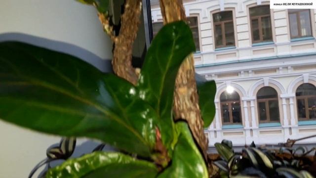Как правильно  ОМОЛОДИТЬ  ФИКУС  Лирата, если он растёт в один побег.