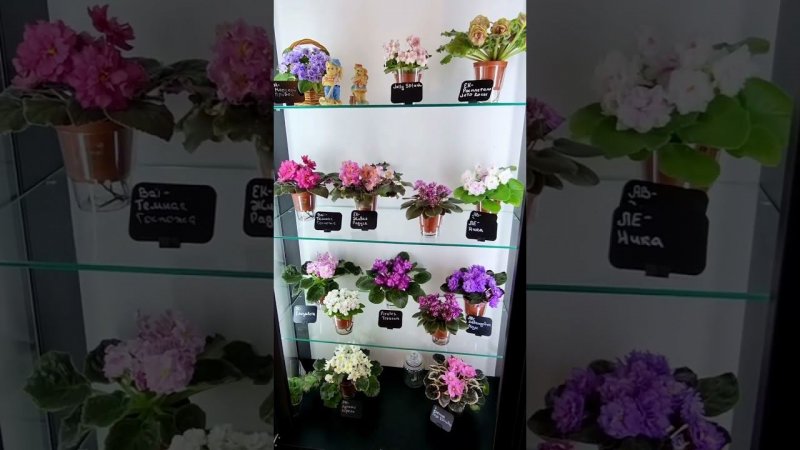 21.06.23 студия "Кухня Фиалки " Могилев, Пионерская 29.+375293381777
