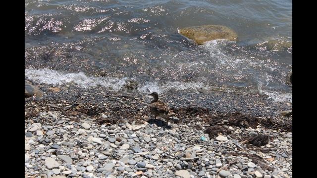 ЧИСТОЕ СИНЕЕ МОРЕ.  Бетта - тихий посёлок на море  Геленджик рядом