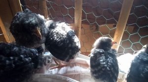 Кокцидиоз. Лечение и профилактика.