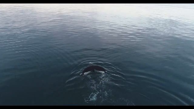 КАКИЕ ЗВУКИ ИЗДАЁТ КИТ ЗВУКИ КИТА И КОСАТКИ смотреть онлайн