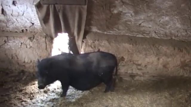 Вьетнамские поросята.Содержание.