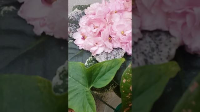 Правильный полив - это очень важно! Как и когда поливать комнатные растения?