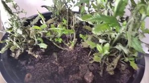 Садовая вербена / Попытка продлить жизнь и цветение вербене