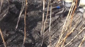 Как посадить молодую сливу. Посадка саженца сливы