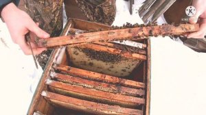 Горе пчеловод... Так и не научился сохранять слабые семьи зимой🐝 Осмотр погибших семей/Разбор гнезд