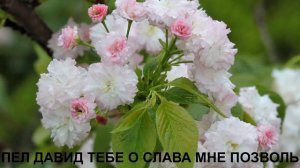 пел давид и славил 5