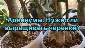 Нужно ли выращивать черенки адениумов? Опыляю всех! Планы на жизнь адениумов. 15 апреля 2024 г.