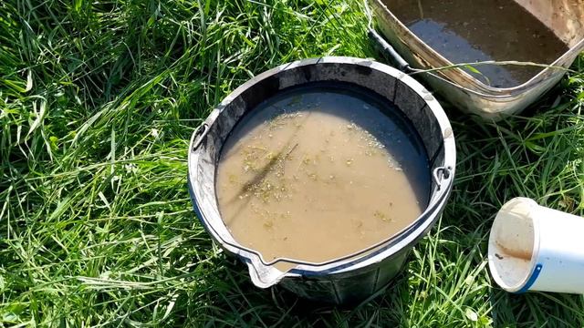 Підживлення яке змінить Перець///Чим підживити Перець в домашніх умовах@Dacha_Sad_Gorod