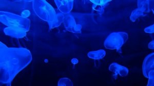 Подводный мир - медузы.  Релакс, неон