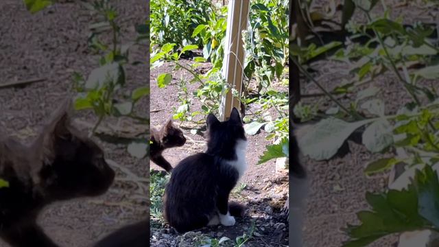 Котёнок пытается поймать бабочку.