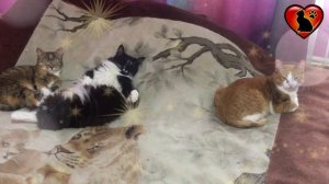 Если Вам Приснился Рыжий Кот или Кошка, то Вас Ожидает...