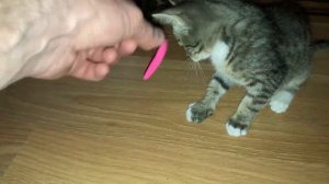 Котик Красавчик #кот #котик #красавчик #детки #дети #детскийвлог #ванясаша #дом #добрыедела #радость