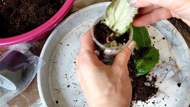 Размножение глоксинии с листа . смотреть онлайн