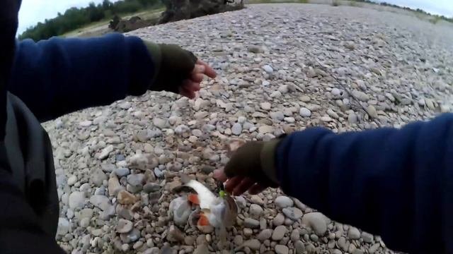 Голавль на спиннинг поздней осенью