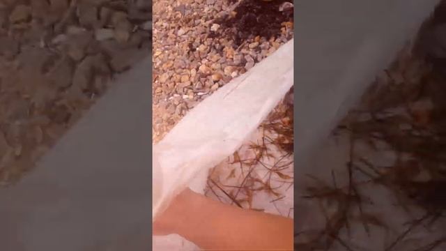 Ловля рыбы иглы и креветок смотреть онлайн