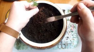 БОНСАЙ КИПАРИС первая пересадка Бонсай с самого начала ч 2 BONSAI KYPARIS f